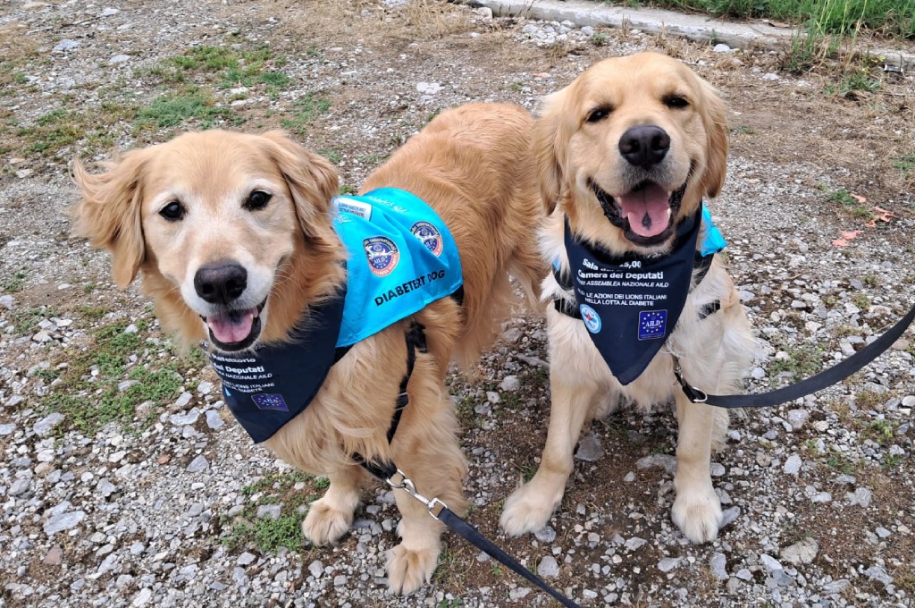 Cos'è un cane allerta nel diabete-2