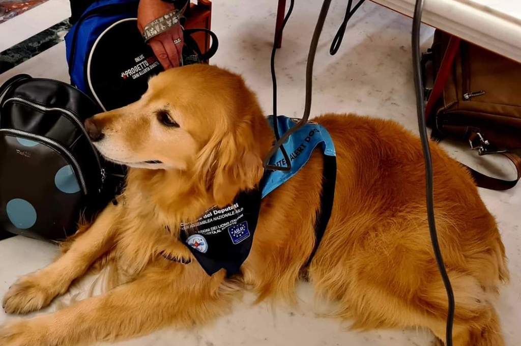 Cane da allerta Marley, sdraiato sotto a un tavolo