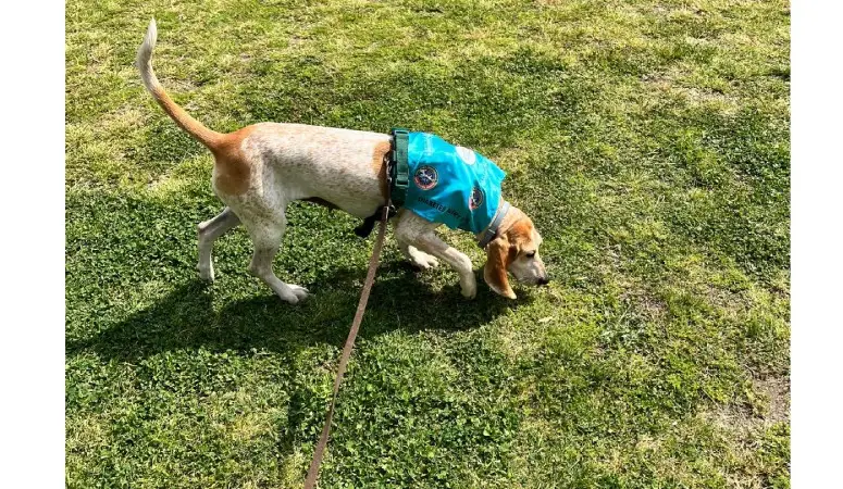 Addestramento cani allerta diabete