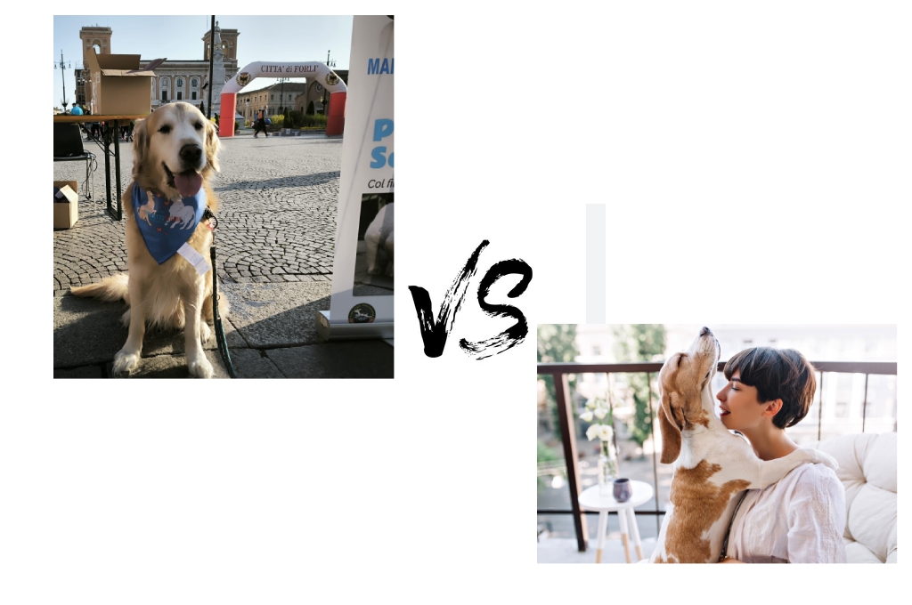Cani allerta medica vs cani di compagnia