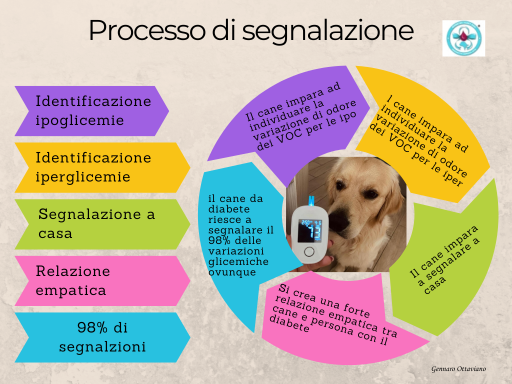Processo di segnalazione cane allerta