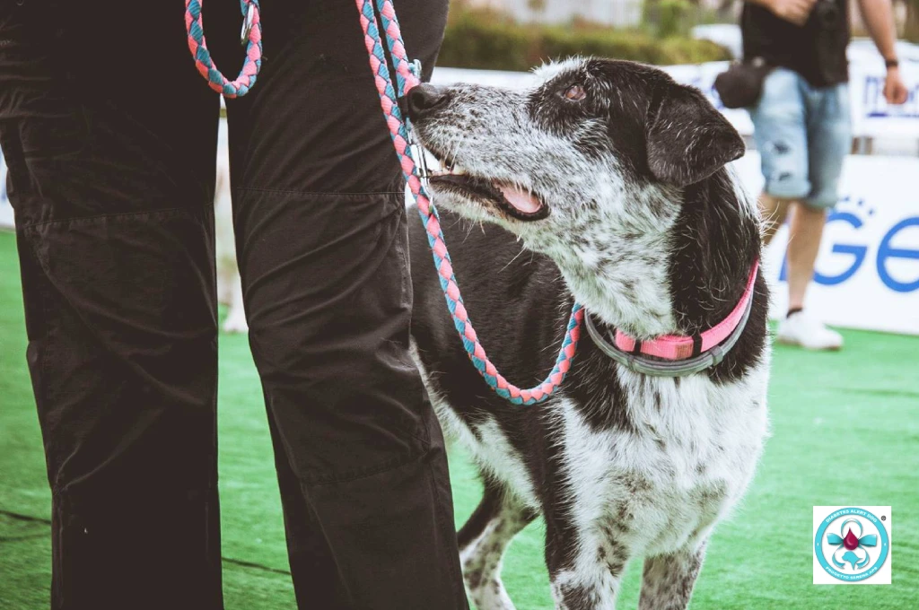 Formazione cani allerta diabete