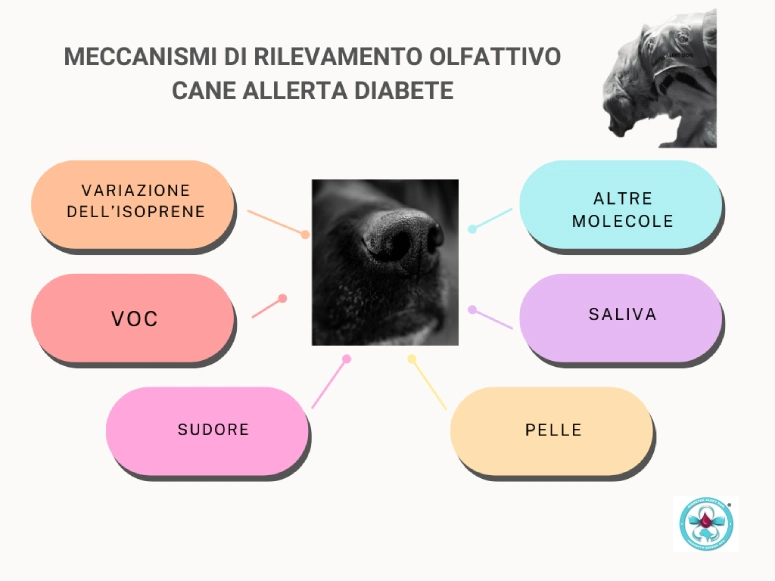 meccanismi-di-rilevamento-olfattivo meccanismi-di-rilevamento-olfattivo