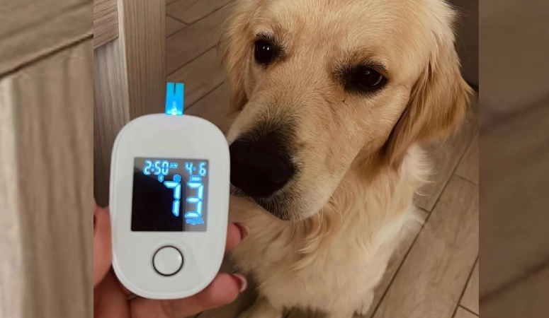 Segnalazione cane da diabete