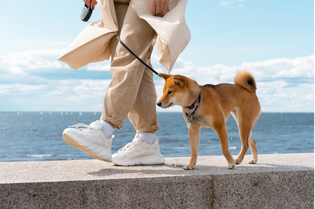 Come iniziare il percorso cane allerta diabete