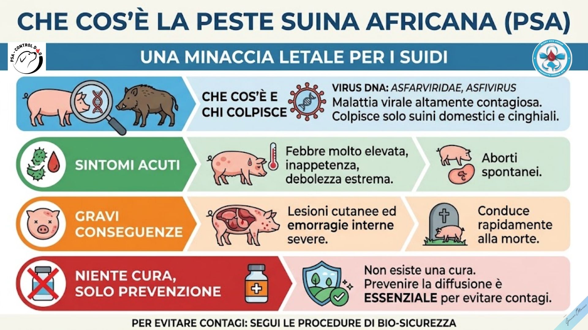 Cos'è la peste suina africana
