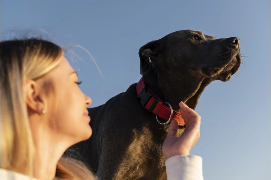 Impatto benessere della vita dei cani allerta diabete